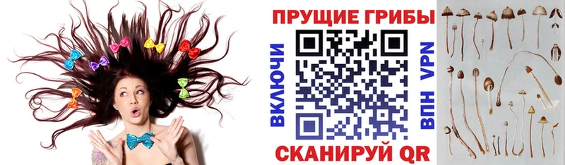 Псилоцибиновые грибы Psilocybine cubensis  Жигулёвск 